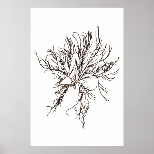 Henry Bradbury's geperste zeewier zesde Poster (Voorkant)