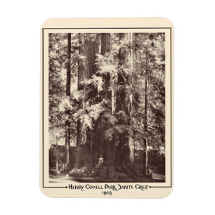 Henry Cowell Park, Santa Cruz, Californië 1903 Magneet