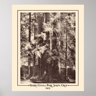Henry Cowell Park, Santa Cruz, Californië 1903 Poster