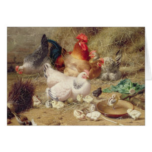 Hens die met hun kippen worstelen