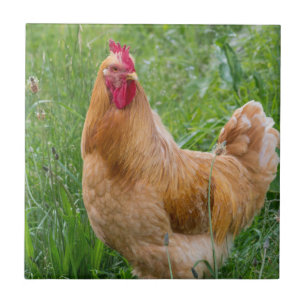 hens foto tegeltje