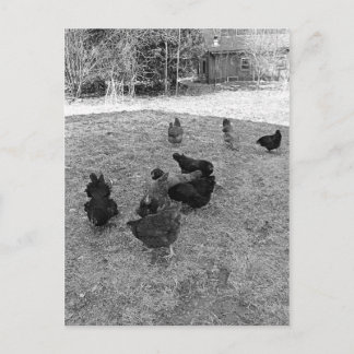 Hens in de Barn Yard-Briefkaarten Briefkaart