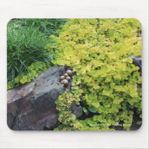 Hens n Chicks Creeping Jenny Muismat
