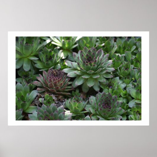 Hens Poster (Voorkant)