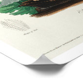 Henslow's Bunting par Audubon Poster (Coin)