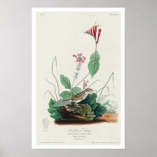 Henslow's Bunting par Audubon Poster