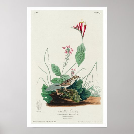 Henslow's Bunting par Audubon Poster (Devant)