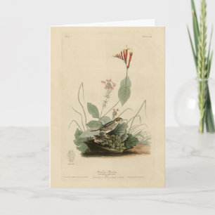 Henslow's Bunting (Sparrow), Audubon Birds America Kaart
