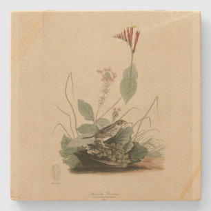 Henslow's Bunting (Sparrow), Audubon Birds America Stenen Onderzetter