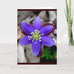 Hepatica Blossom Note Card Feestdagen Kaart