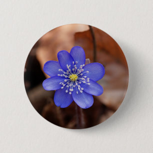 Hepatica (Hepatica nobilis) Ronde Button 5,7 Cm