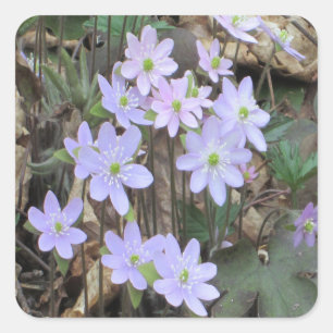 Hepatica Wilde Plant Vierkante Sticker