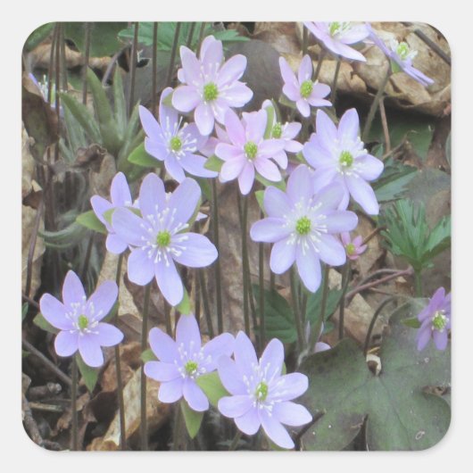 Hepatica Wilde Plant Vierkante Sticker (Voorkant)