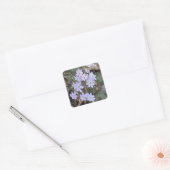 Hepatica Wilde Plant Vierkante Sticker (Envelop)
