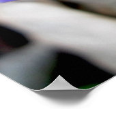 Hepatica Wilde Poster (Hoek)