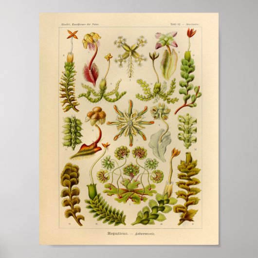 Hepaticae Color Ernst Haeckel Art Print (Voorkant)