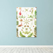 Hepaticae Lebermose door Ernst Haeckel Canvas Afdruk (Insitu (Houten vloer))