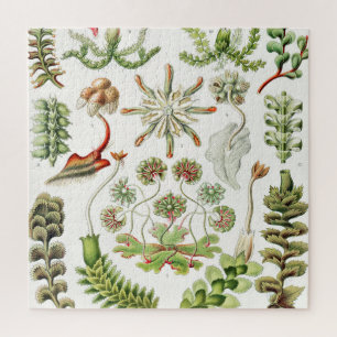 Hepaticae Levermossen door Ernst Haeckel Legpuzzel