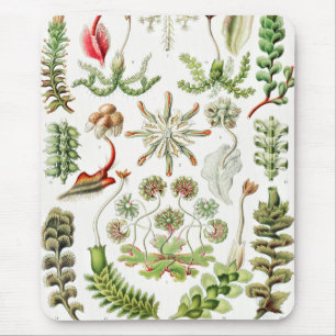 Hepaticae Levermossen door Ernst Haeckel Muismat