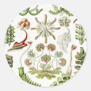Hepaticae Levermossen door Ernst Haeckel Ronde Sticker