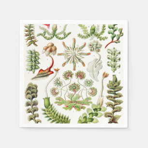 Hepaticae Levermossen door Ernst Haeckel Servet