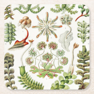Hepaticae Levermossen door Ernst Haeckel Vierkante Kartonnen Onderzetter