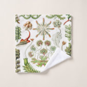 Hepaticé Lebermoose par Ernst Haeckel (Gant de toilette)