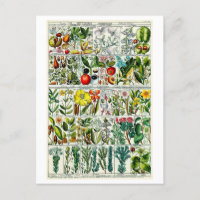 Heptandria Floral Botanical Chart