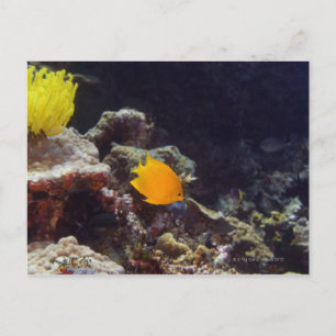 Herald's angelfish (Centropyge heraldi) zwemmen Briefkaart