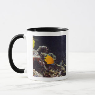 Herald's angelfish (Centropyge heraldi) zwemmen Mok