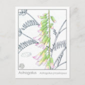 Herb Materia Medica Planten Astragalus Studie Kaar Briefkaart (Voorkant)