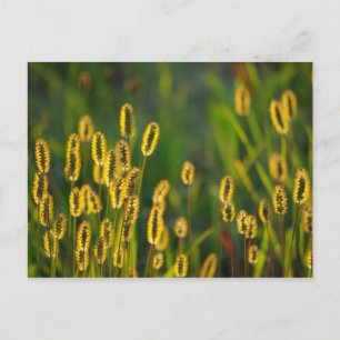 Herbe brillante - Carte postale