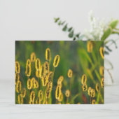 Herbe brillante - Invitation (Debout devant)