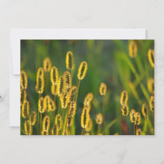 Herbe brillante - Invitation