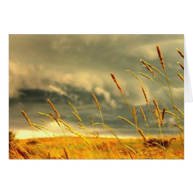 Herbe des Prairies (Devant horizontal)