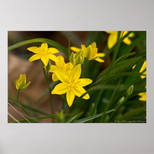 Herbe D'Étoile Jaune Se Dressant Dans Une Poster D (Devant)