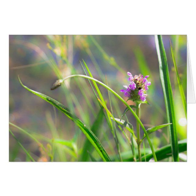 Herbe sauvage - Carte de voeux Violet Blossom (Devant horizontal)