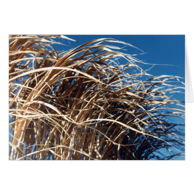 Herbe soufflée (Devant horizontal)