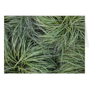 Herbes