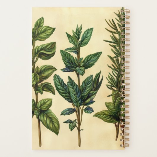 Herbes de cuisine Basilic Minze Romarin (Dos)