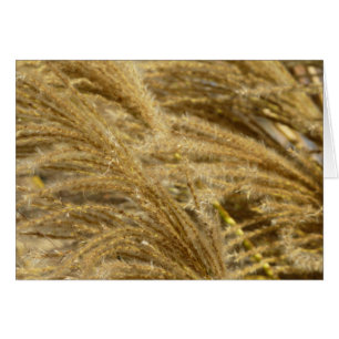Herbes Ornementales en Automne