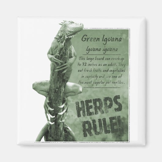 Herbes Règle Magnet Iguana (Devant)