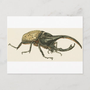 Hercules Beetle Briefkaart