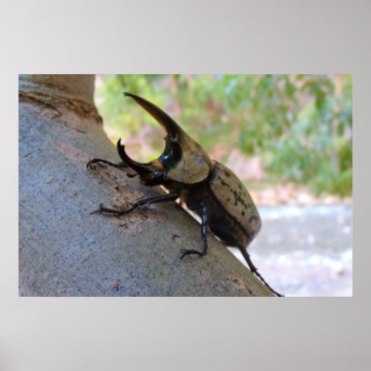 Hercules Beetle Poster (Voorkant)