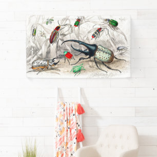 Hercules Kever, Scarabaeus Tityus, gestreept Spandoek