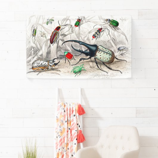 Hercules Kever, Scarabaeus Tityus, gestreept Spandoek (Insitu)