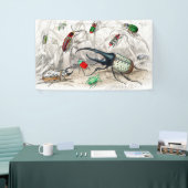 Hercules Kever, Scarabaeus Tityus, gestreept Spandoek (Beurs)