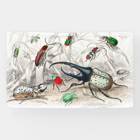 Hercules Kever, Scarabaeus Tityus, gestreept Spandoek (Horizontaal)