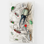 Hercules Kever, Scarabaeus Tityus, gestreept Spandoek (Verticaal)