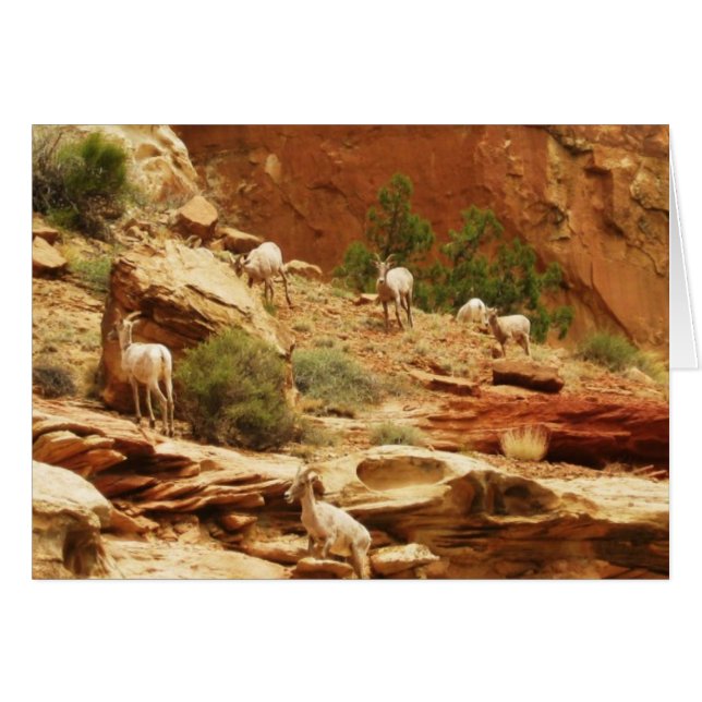 Herd... (Voorkant Horizontaal)